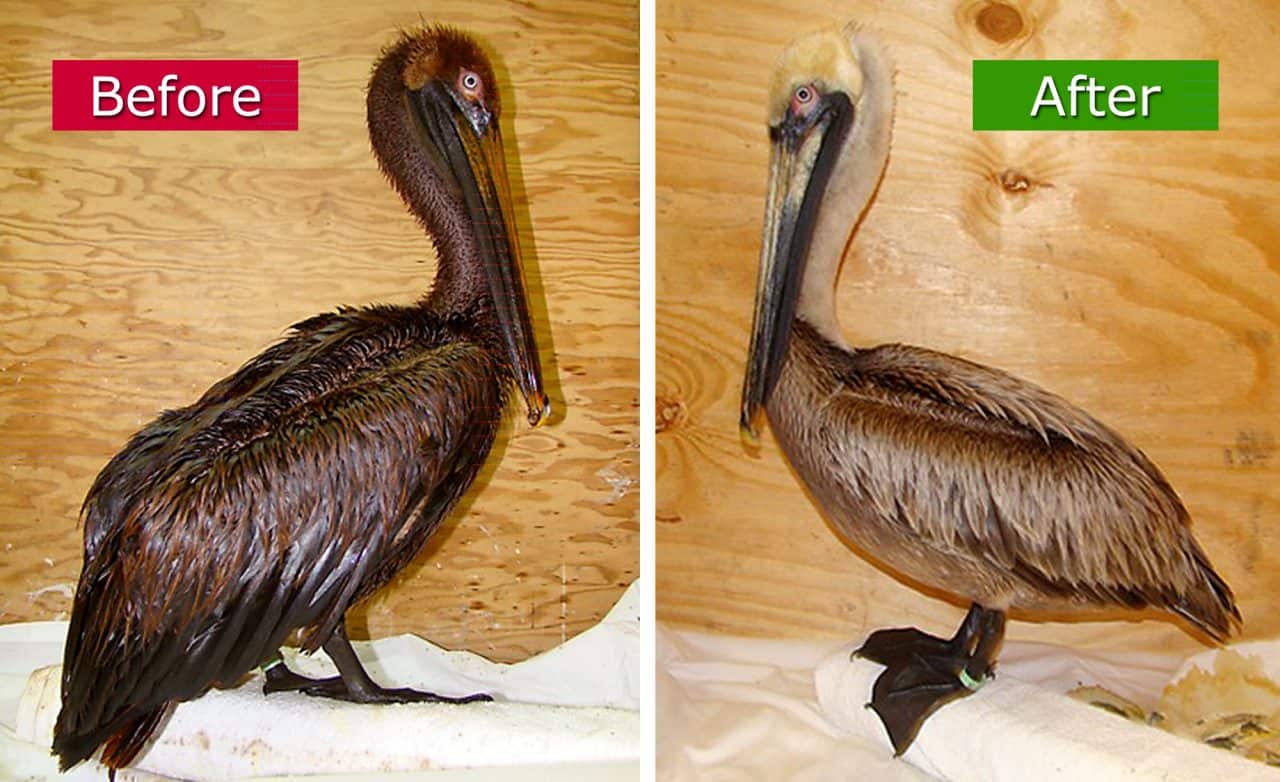 Traitement des animaux sauvages Nettoyage des oiseaux Lavage à l'huile avec AQUAQUICK 2000 Avant-Après1