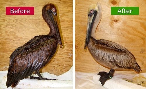 Wildlife Behandeling Reinigen Vogels Olie Wassen Met AQUAQUICK 2000 Voor-Na1